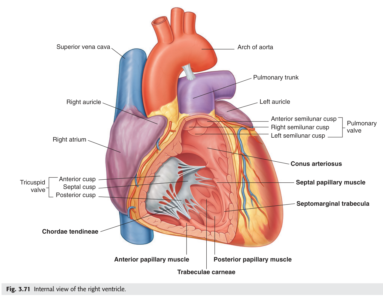 Interior of the right ventricle: tricuspid valve with chordae tendineae and papillary muscles, the septomarginal trabecula, and the conus arteriosus leading to the pulmonary valve.