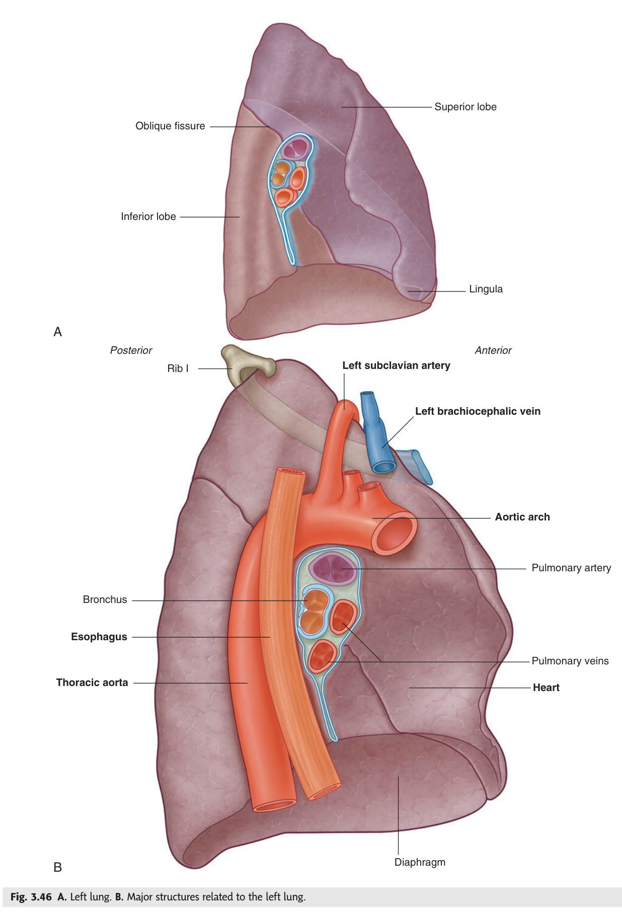 The left lung — two lobes, cardiac notch and lingula, with the aortic arch grooving its mediastinal surface.