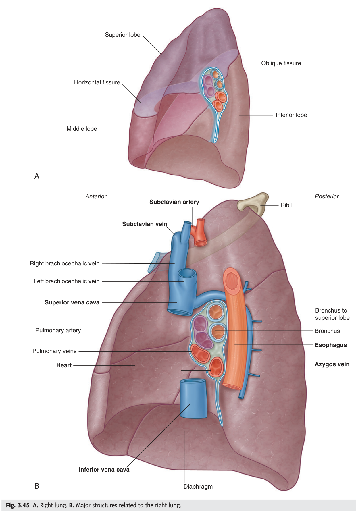 The right lung — three lobes, oblique and horizontal fissures, and its mediastinal relations.