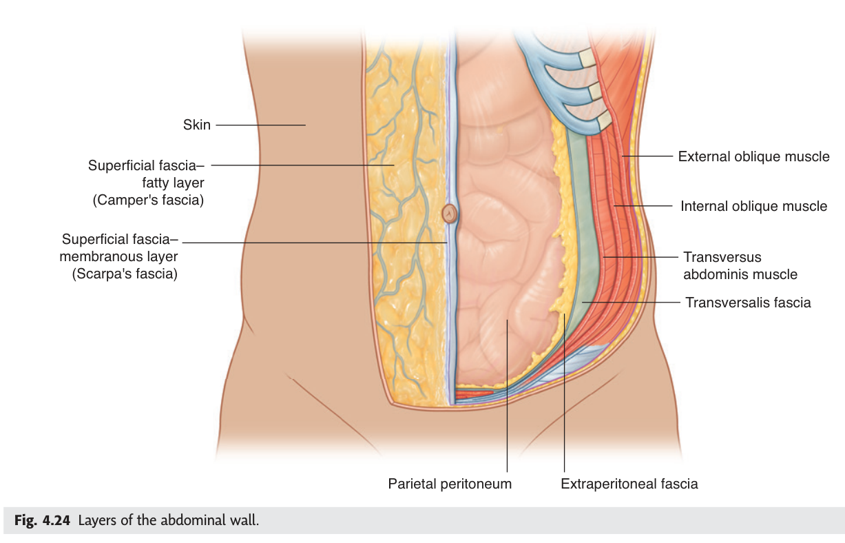 The layers of the abdominal wall, showing Camper's fatty layer and Scarpa's membranous layer of superficial fascia.