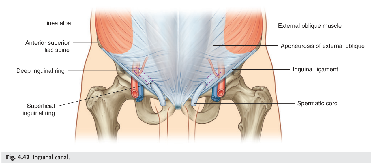 The inguinal canal running from the deep ring to the superficial ring, above the medial half of the inguinal ligament.