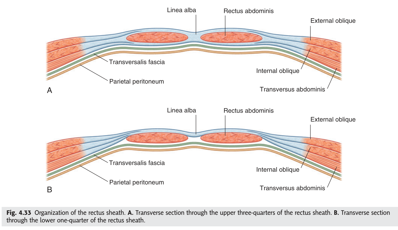 Organisation of the rectus sheath. A. Above the arcuate line โ the internal oblique aponeurosis splits to enclose the muscle. B. Below it โ all three aponeuroses pass in front.