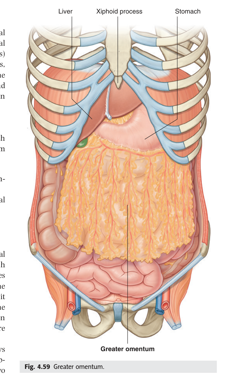 The greater omentum hanging like an apron from the greater curvature of the stomach over the intestines.
