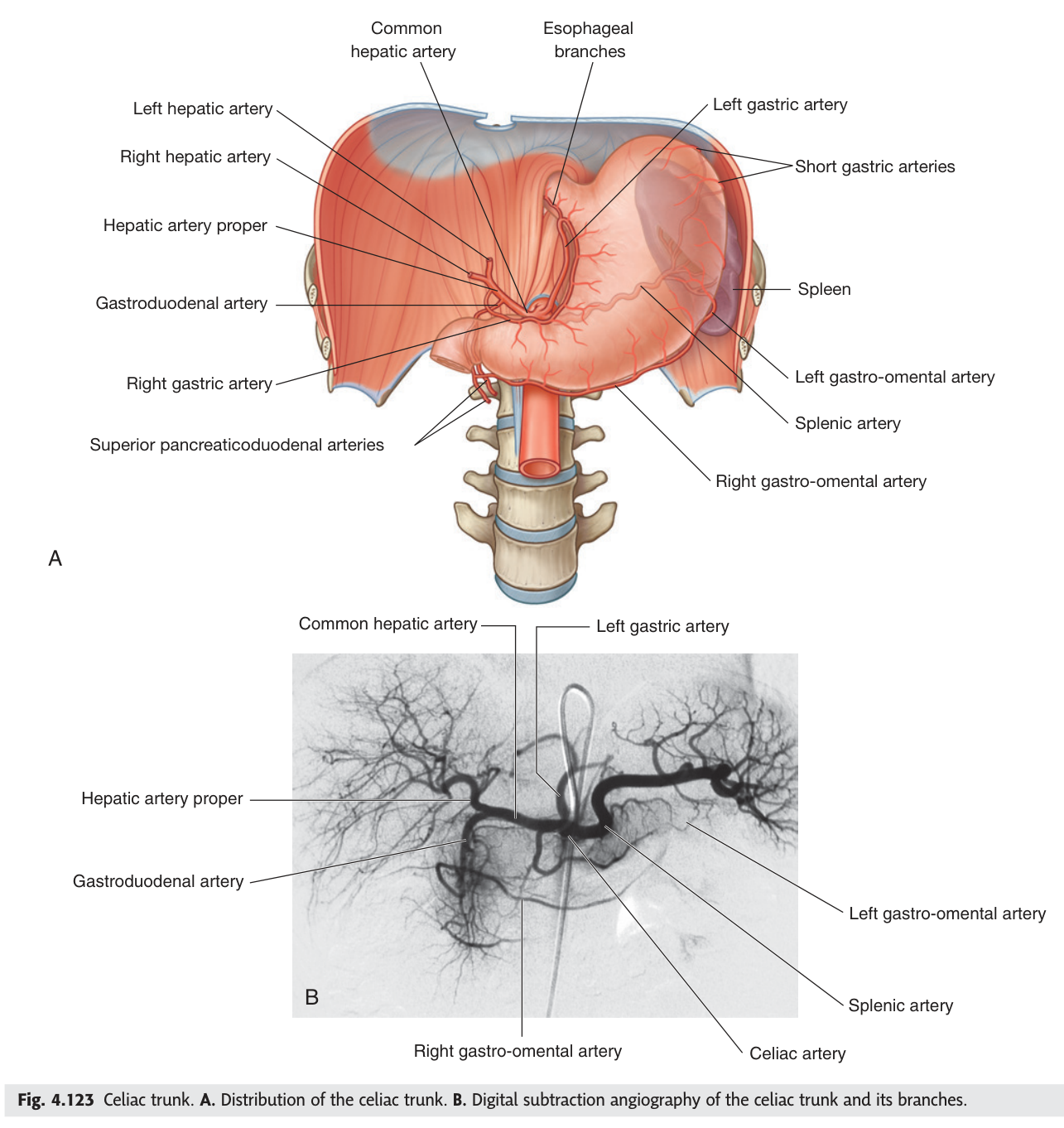 The celiac trunk and its three branches, with the full arterial supply of the stomach, liver, spleen and duodenum.
