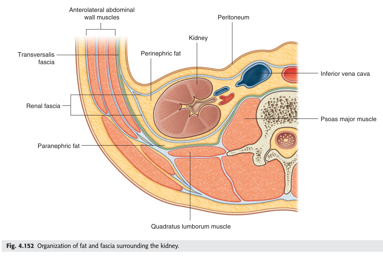 The arrangement of fat and fascia around the kidney: fibrous capsule, perirenal fat, renal fascia and pararenal fat.
