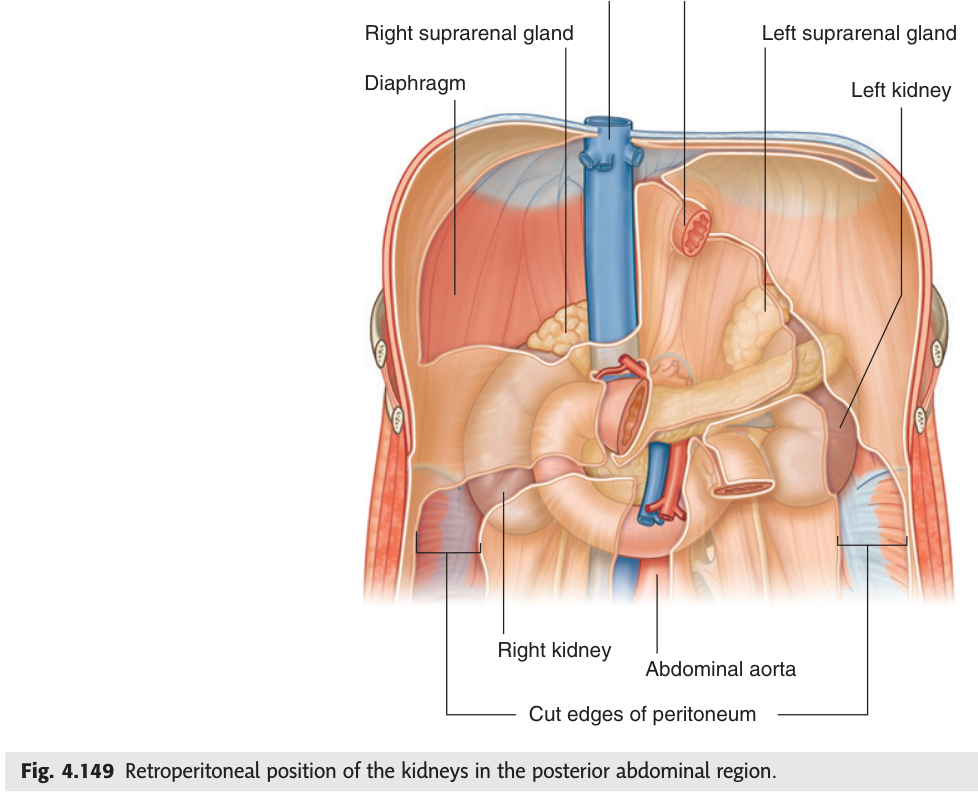 The retroperitoneal position of the kidneys and suprarenal glands on the posterior abdominal wall.