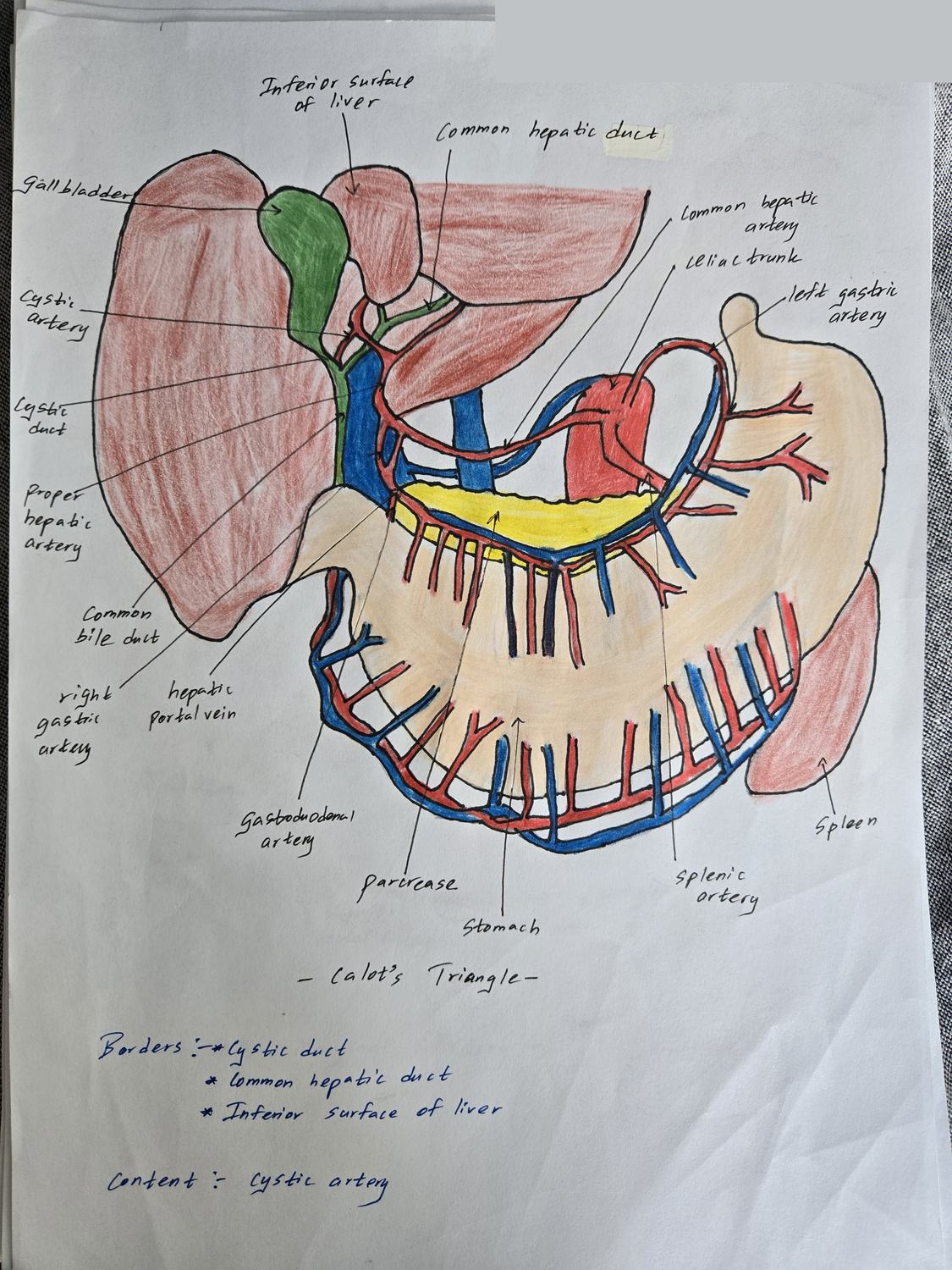 Calot's (Gall Bladder) Triangle — TMU dissection drawing