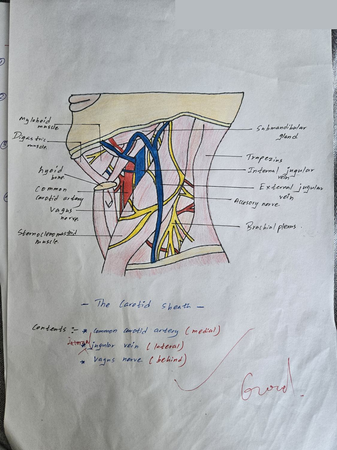 Carotid Sheath — TMU dissection drawing
