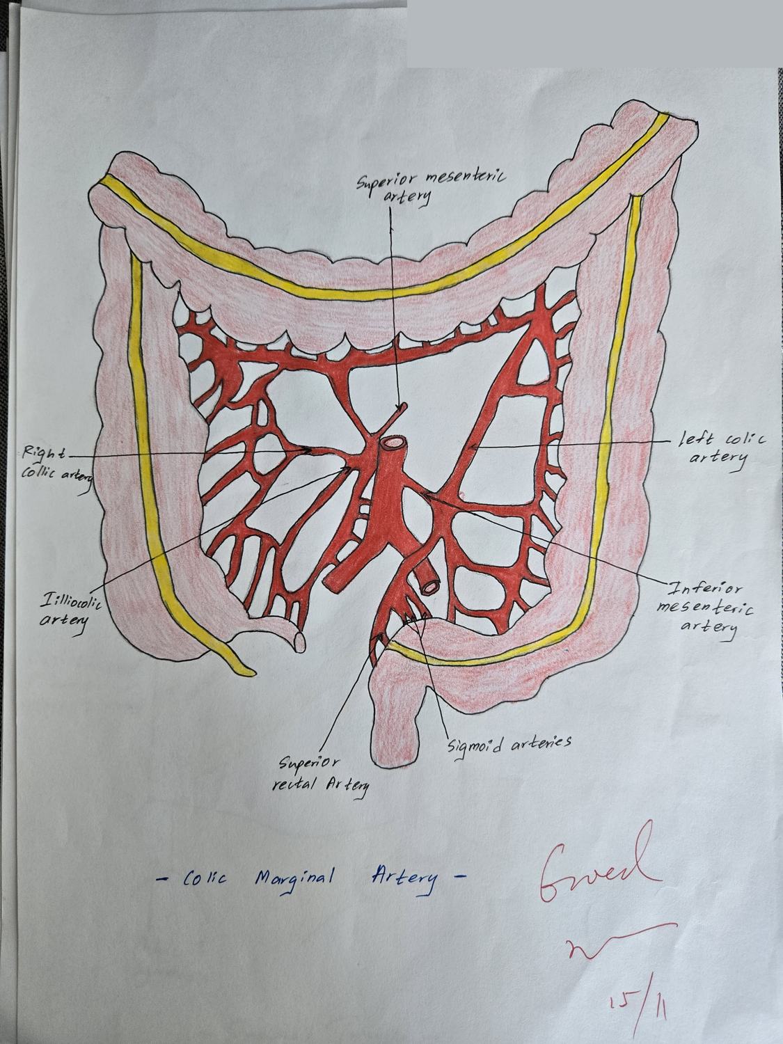 Marginal Artery and Colonic Blood Supply — TMU dissection drawing
