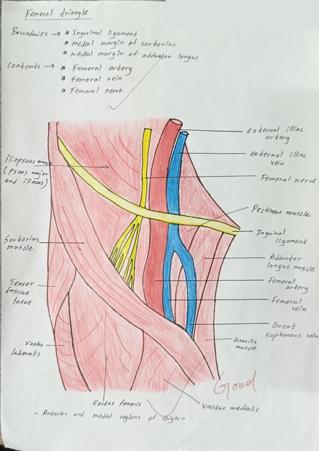 Femoral Triangle — TMU dissection drawing