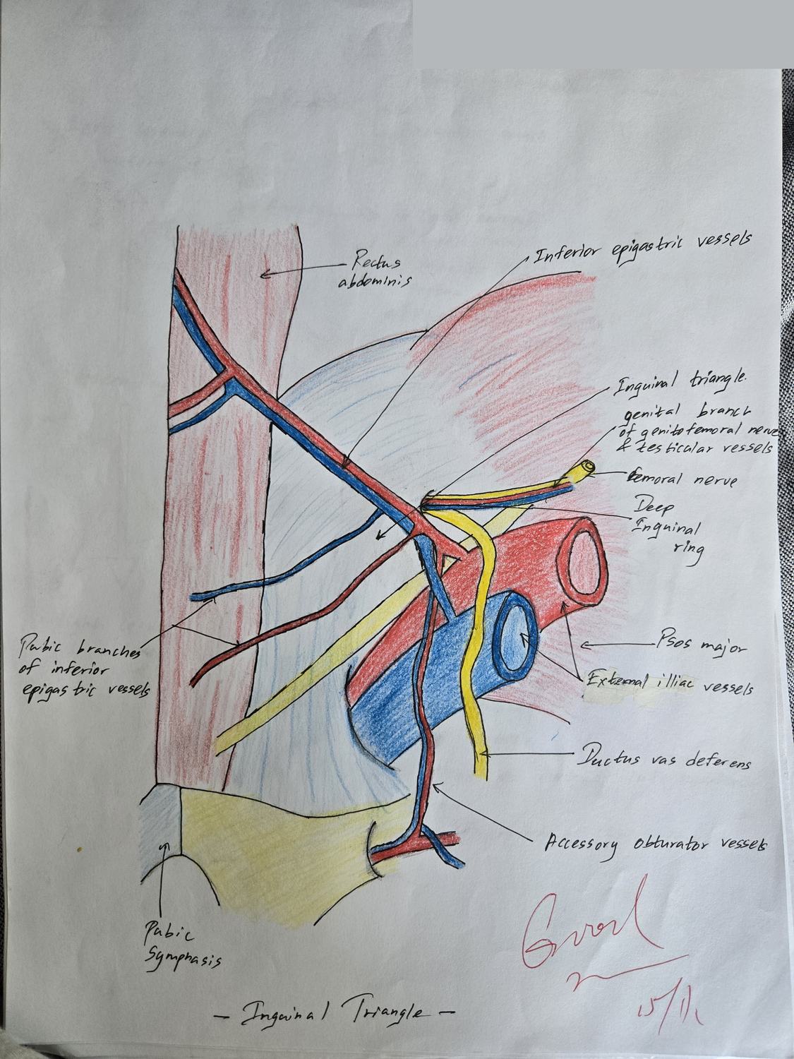 Inguinal Triangle — TMU dissection drawing