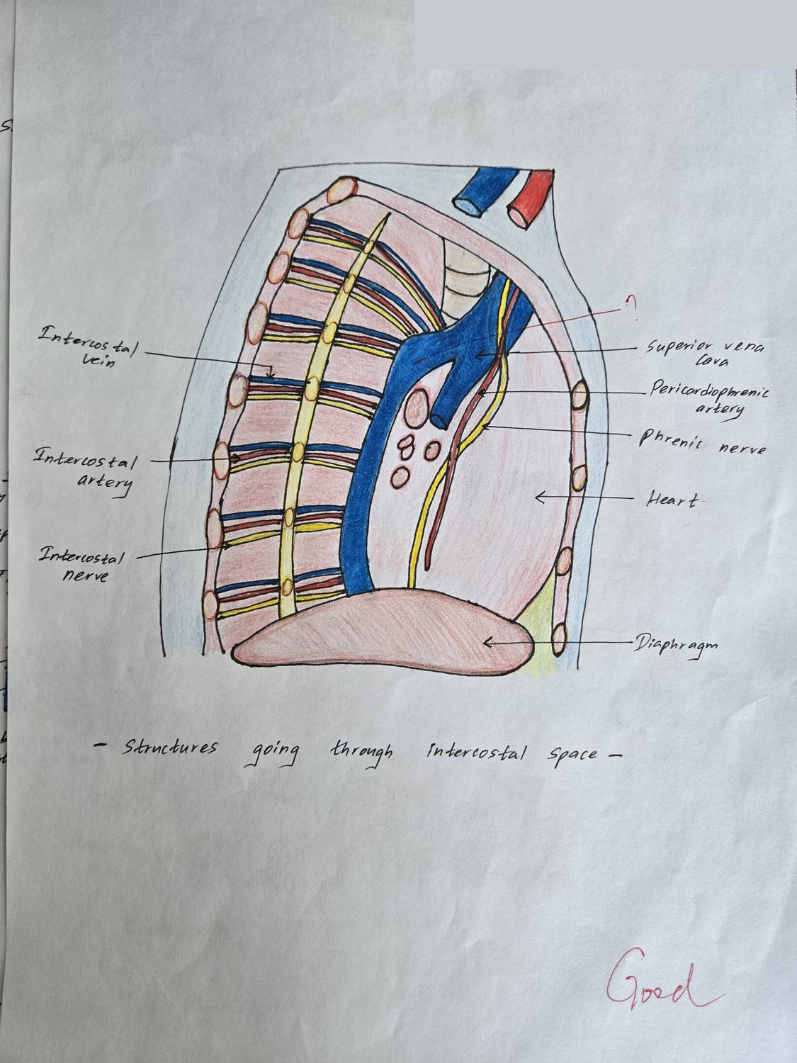 Intercostal Space — TMU dissection drawing