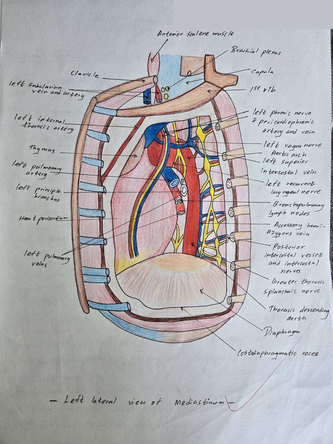 Left Lateral Mediastinum — TMU dissection drawing