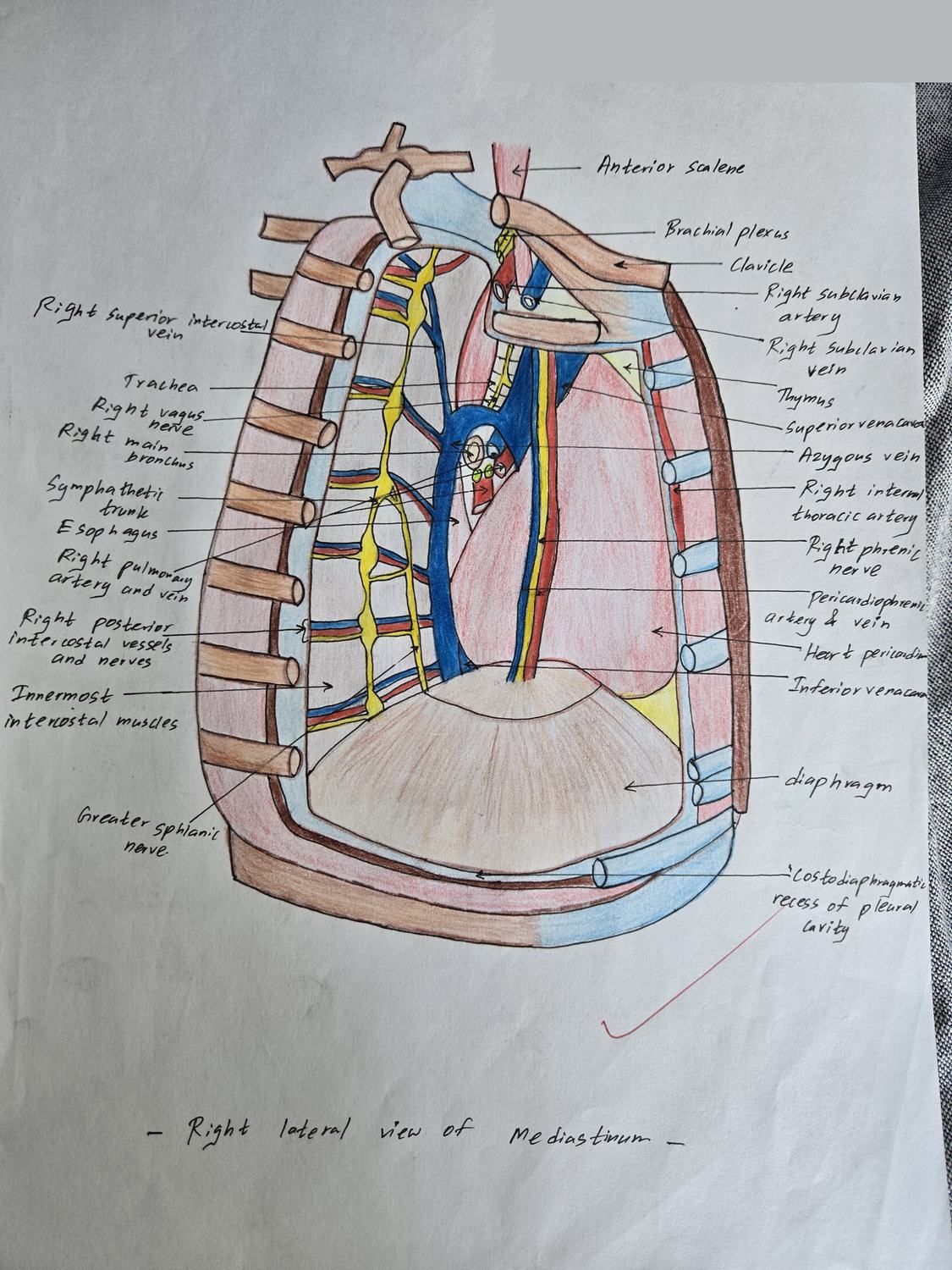 Right Lateral Mediastinum — TMU dissection drawing