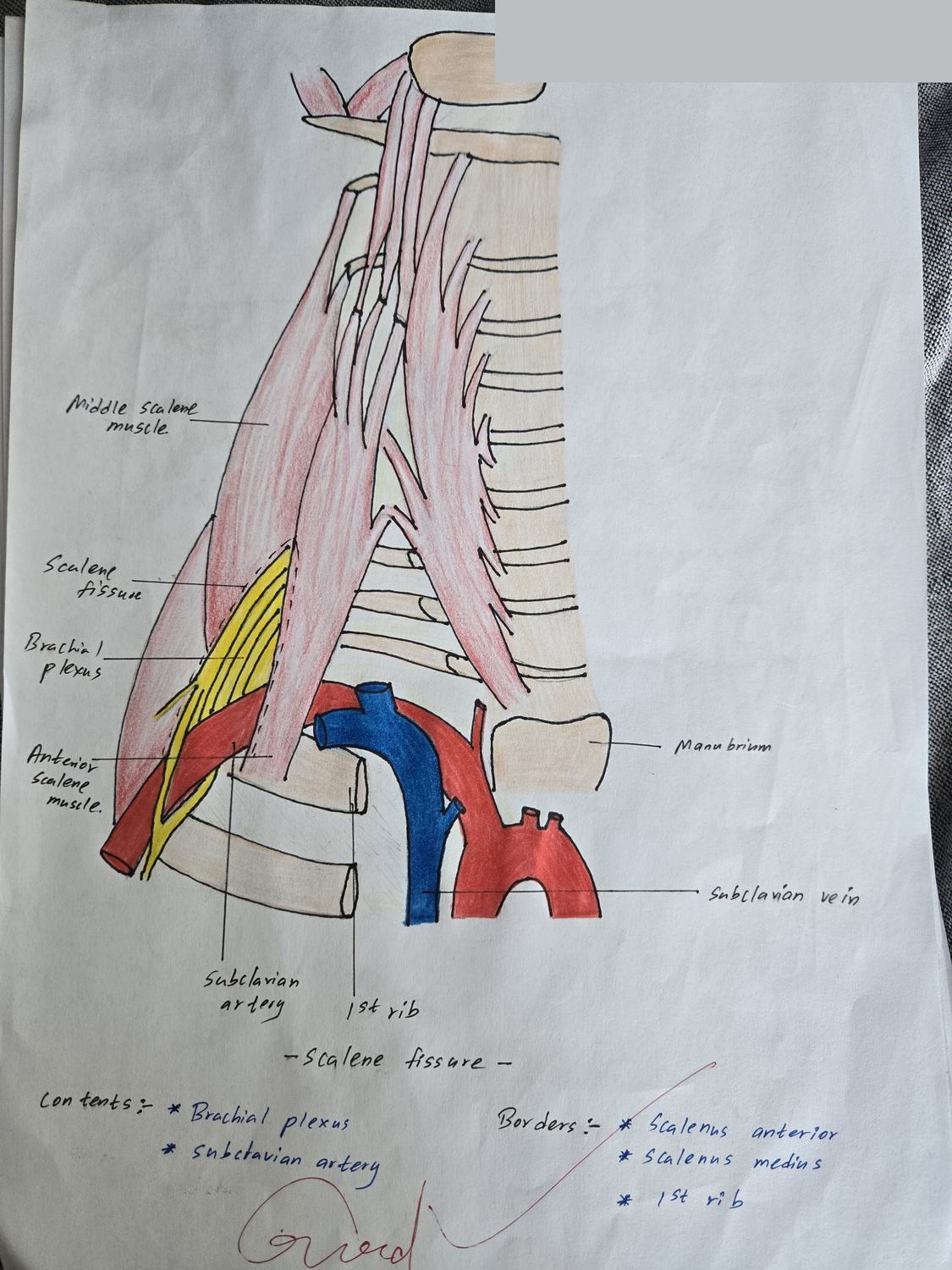 Scalene Fissure — TMU dissection drawing