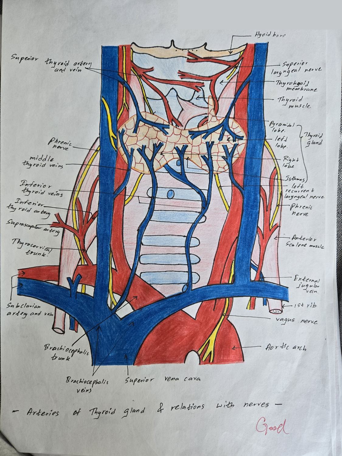 Thyroid Gland — blood supply — TMU dissection drawing