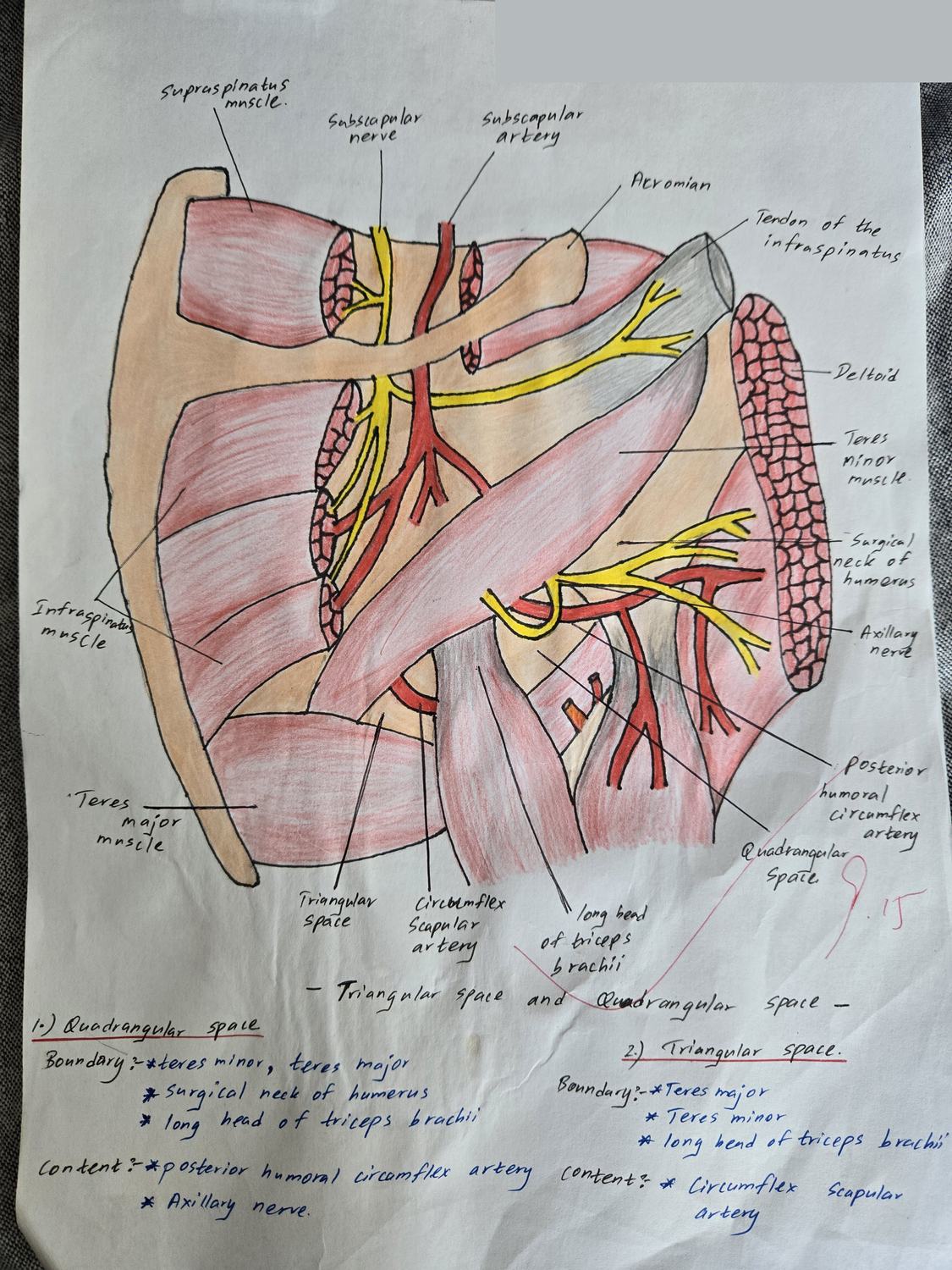 Triangular and Quadrangular Spaces — TMU dissection drawing