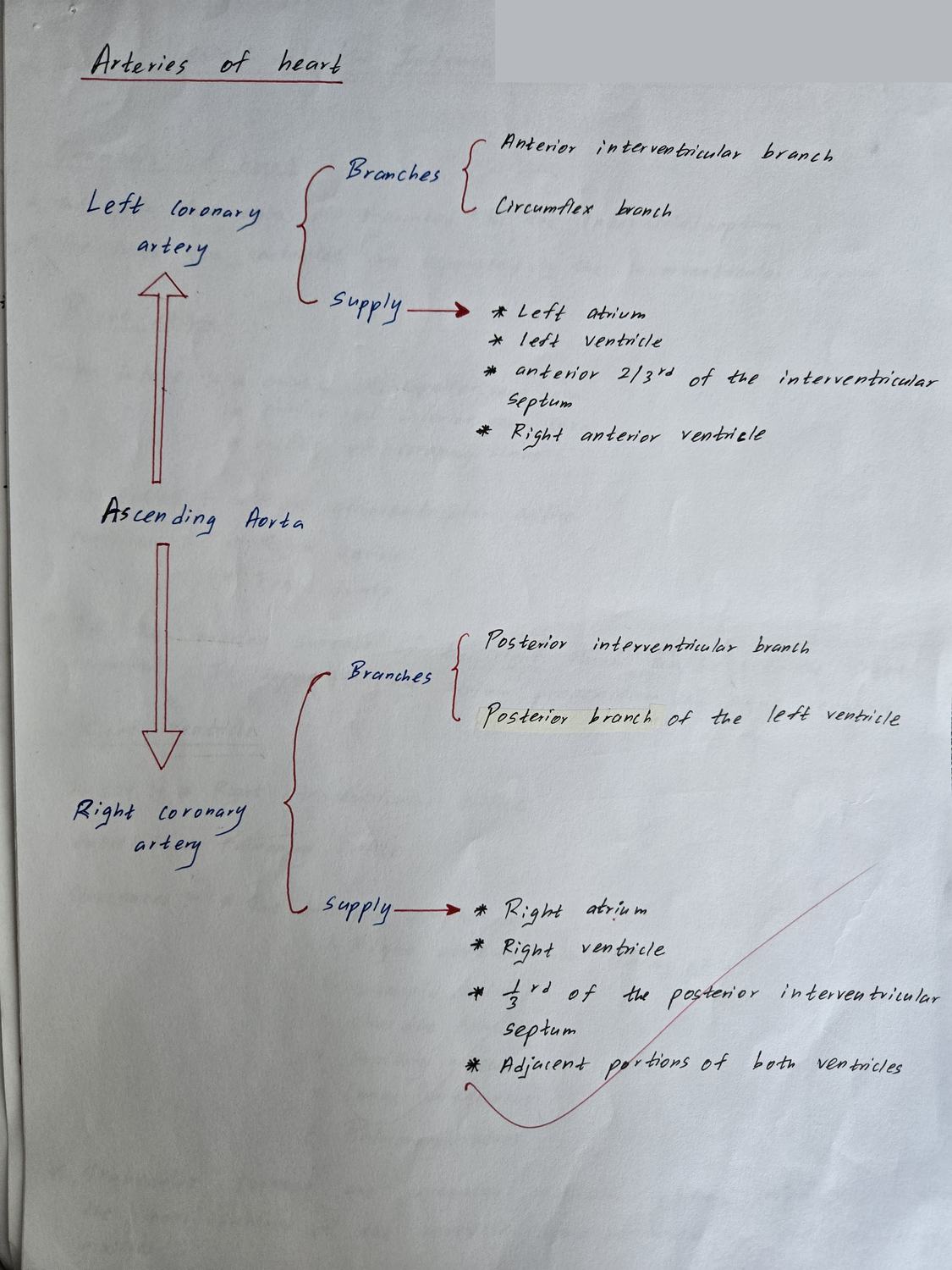 Heart — arteries — TMU dissection drawing
