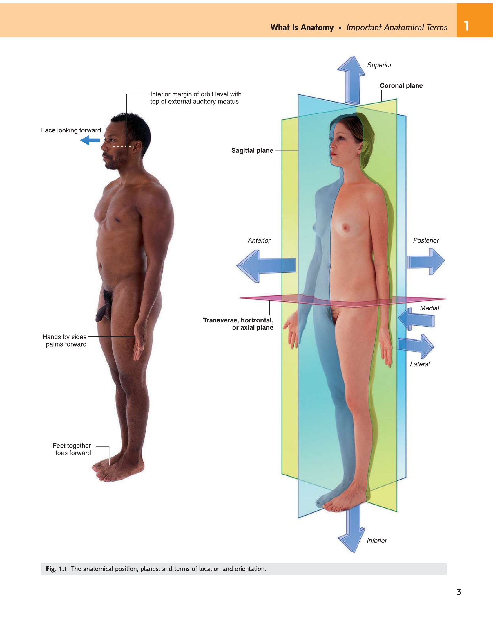 Fig 1.1 Anatomical position and planes