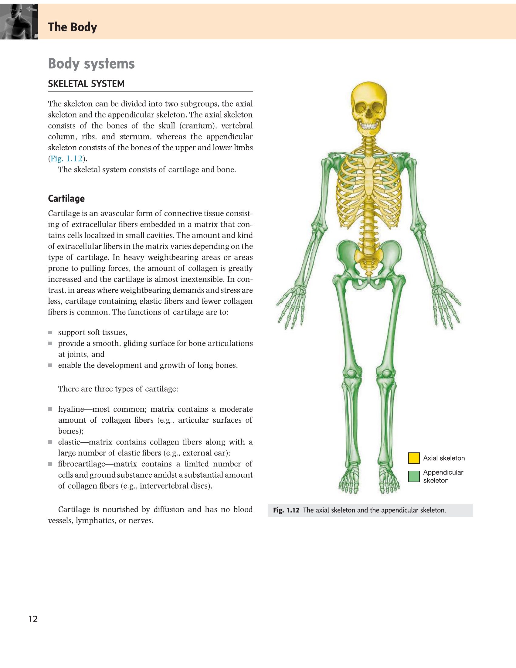 Fig 1.12 Axial and appendicular skeleton