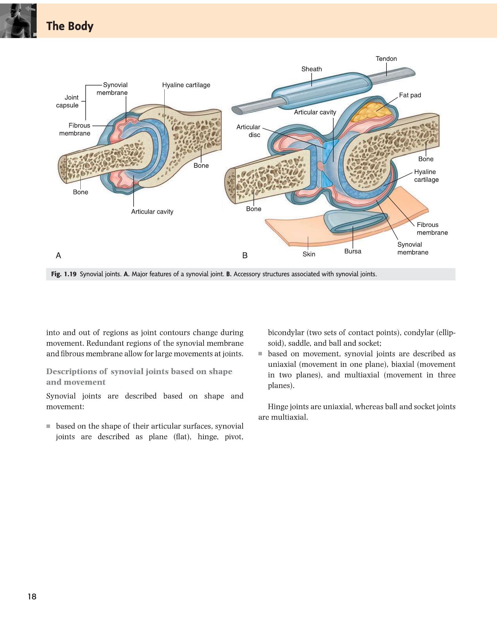 Fig 1.19 Synovial joint structure