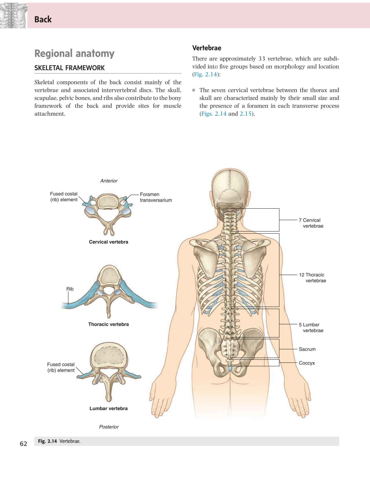 Fig 2.14 Vertebrae overview