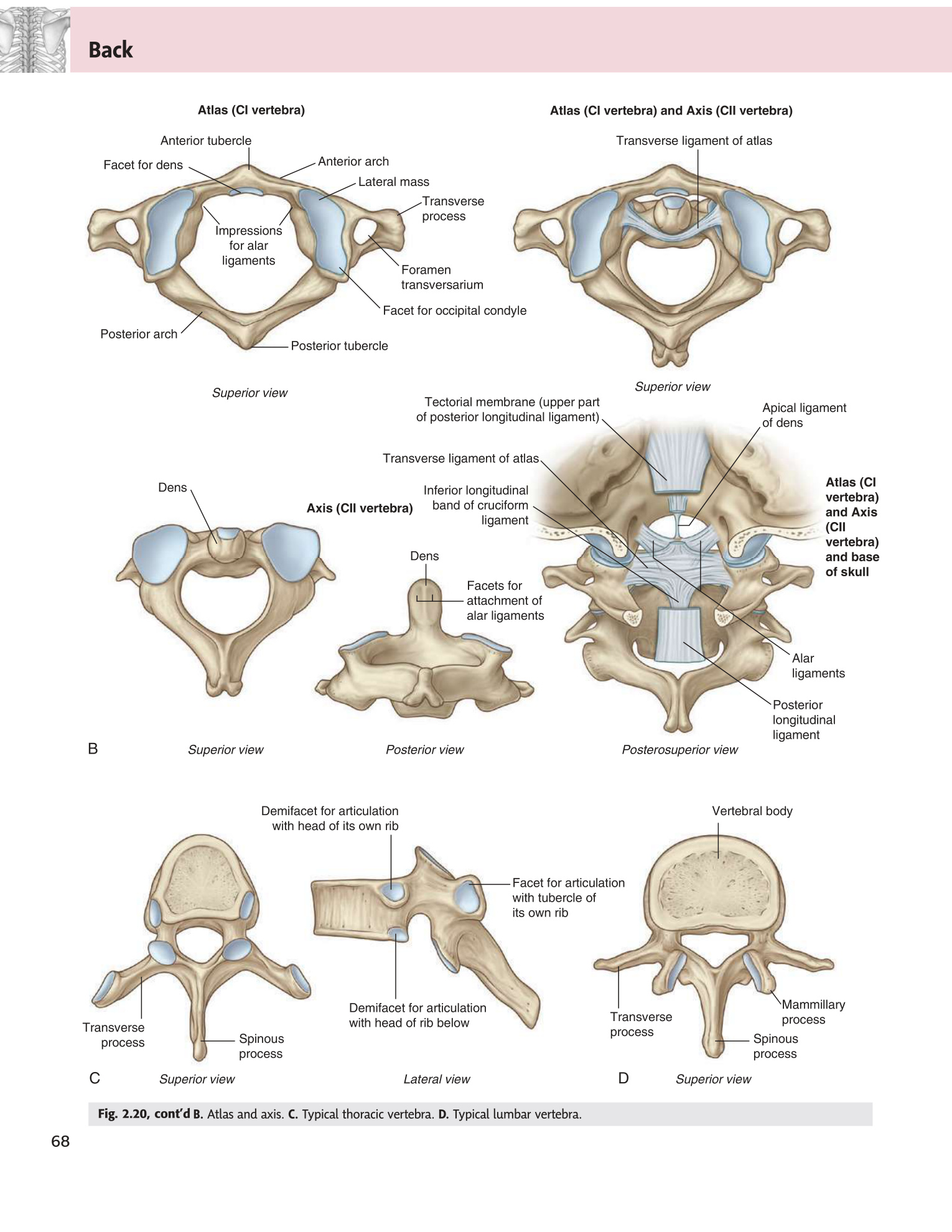 Fig 2.20B Atlas, axis, and typical vertebrae