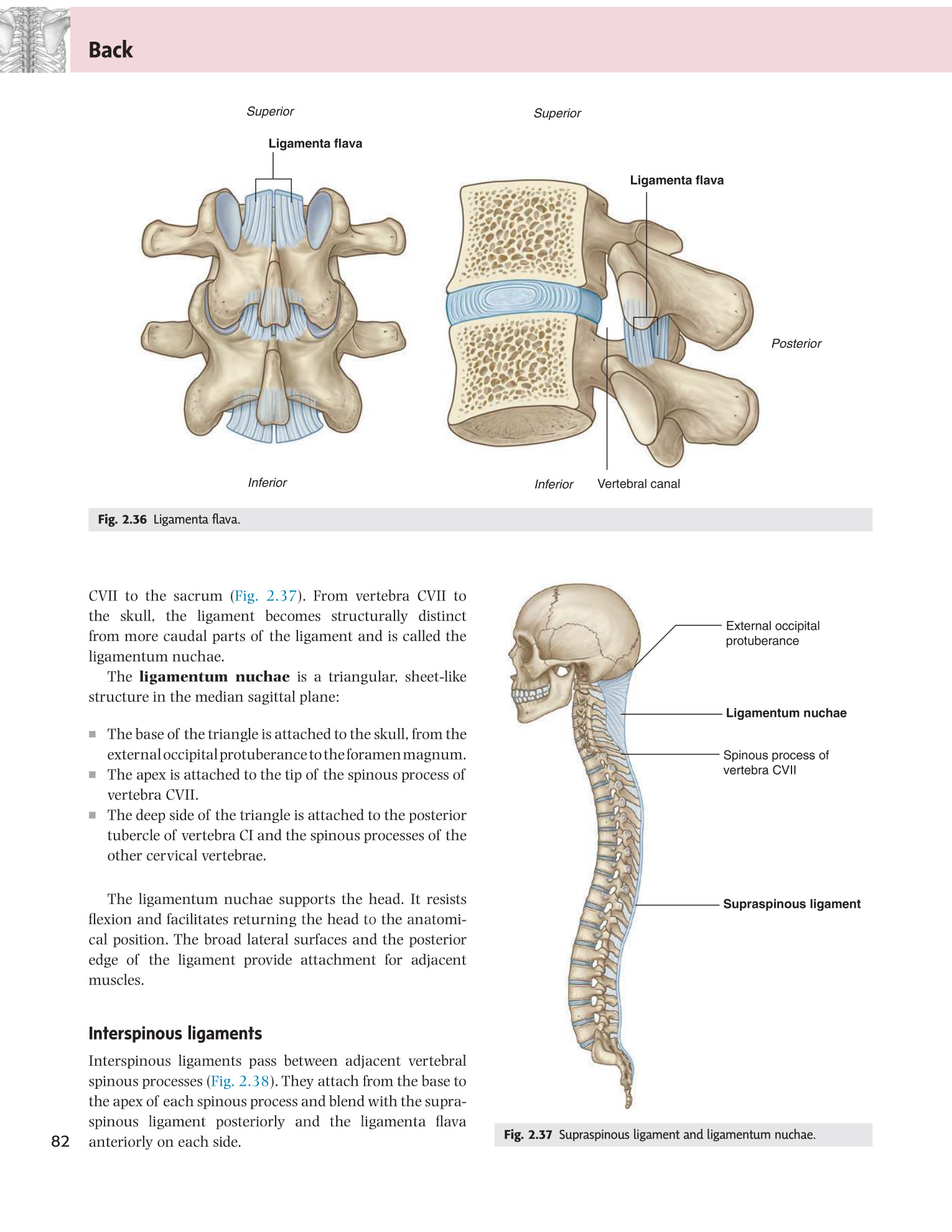 Figs 2.36-2.37 Ligamenta flava and ligamentum nuchae