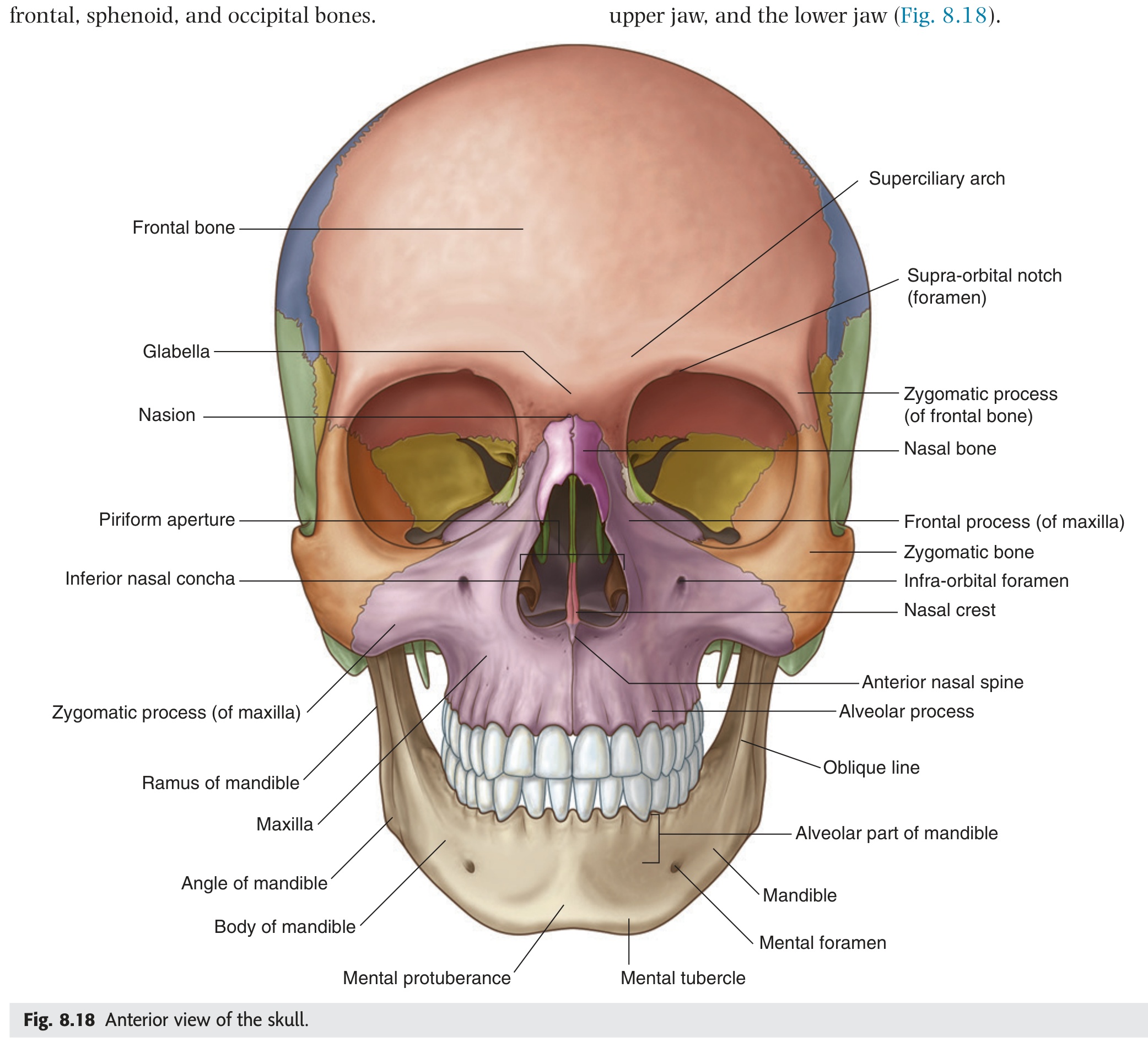 Fig 8.18 Anterior skull