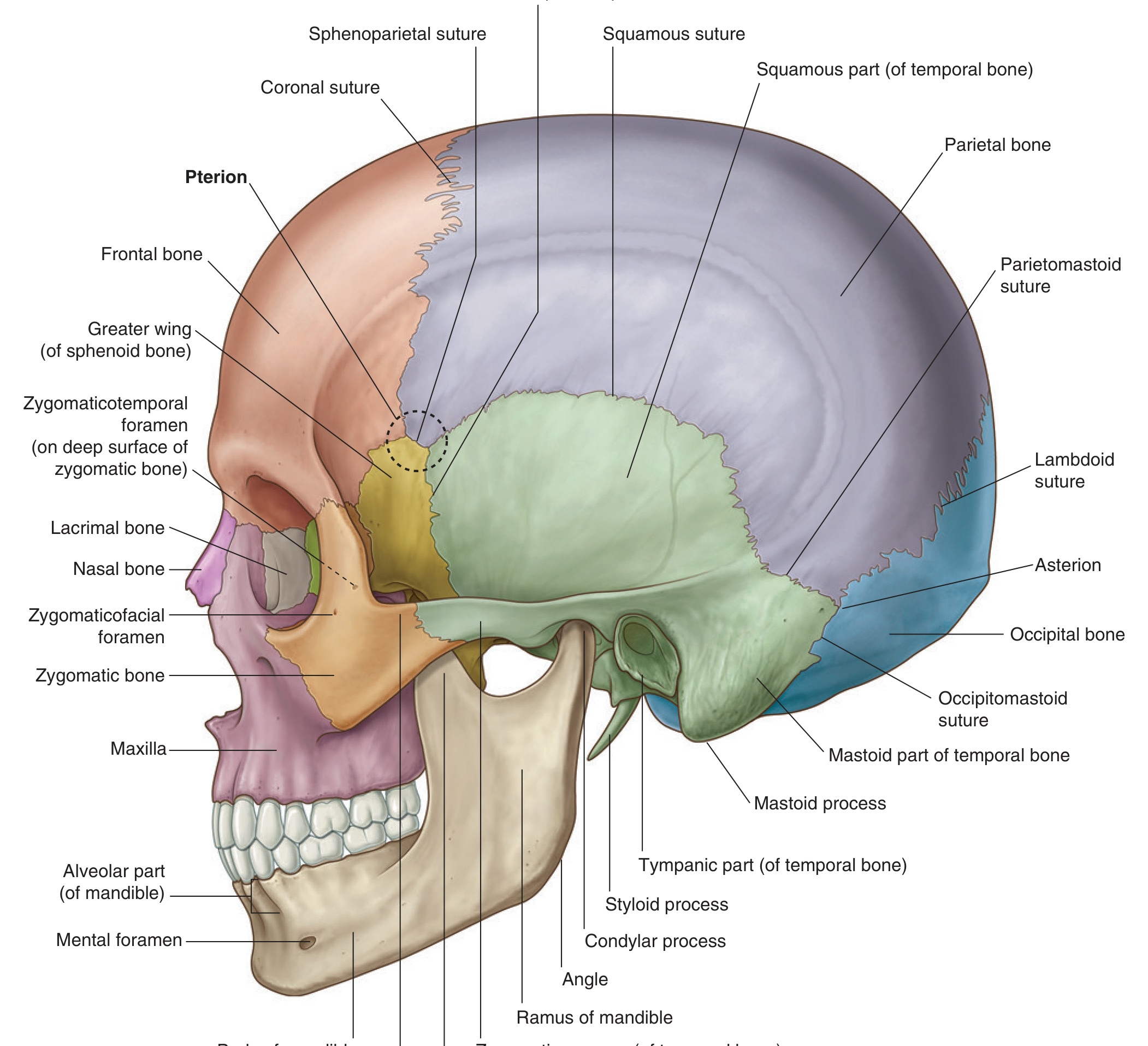 Fig 8.19 Lateral skull