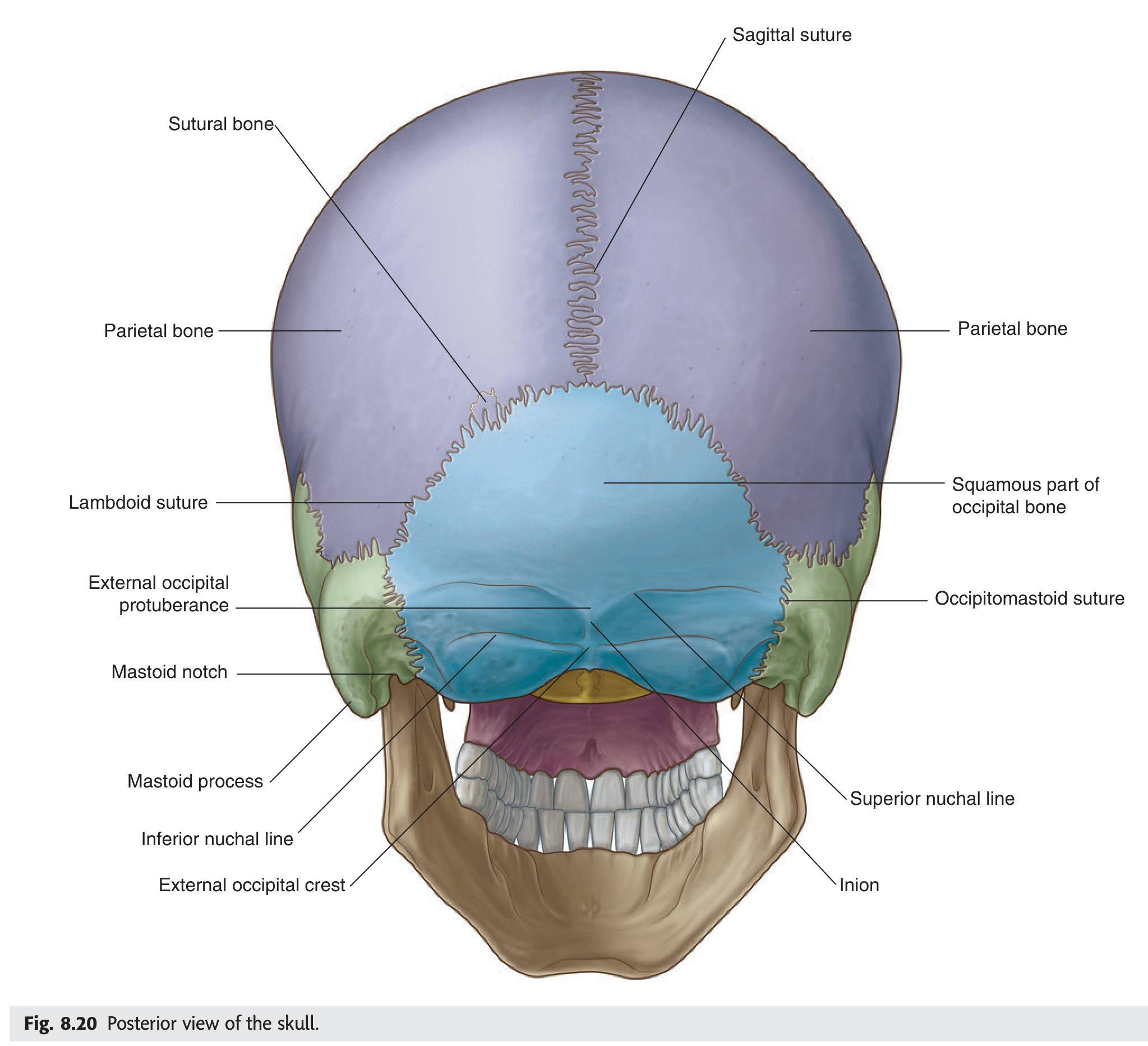 Fig 8.20 Posterior skull