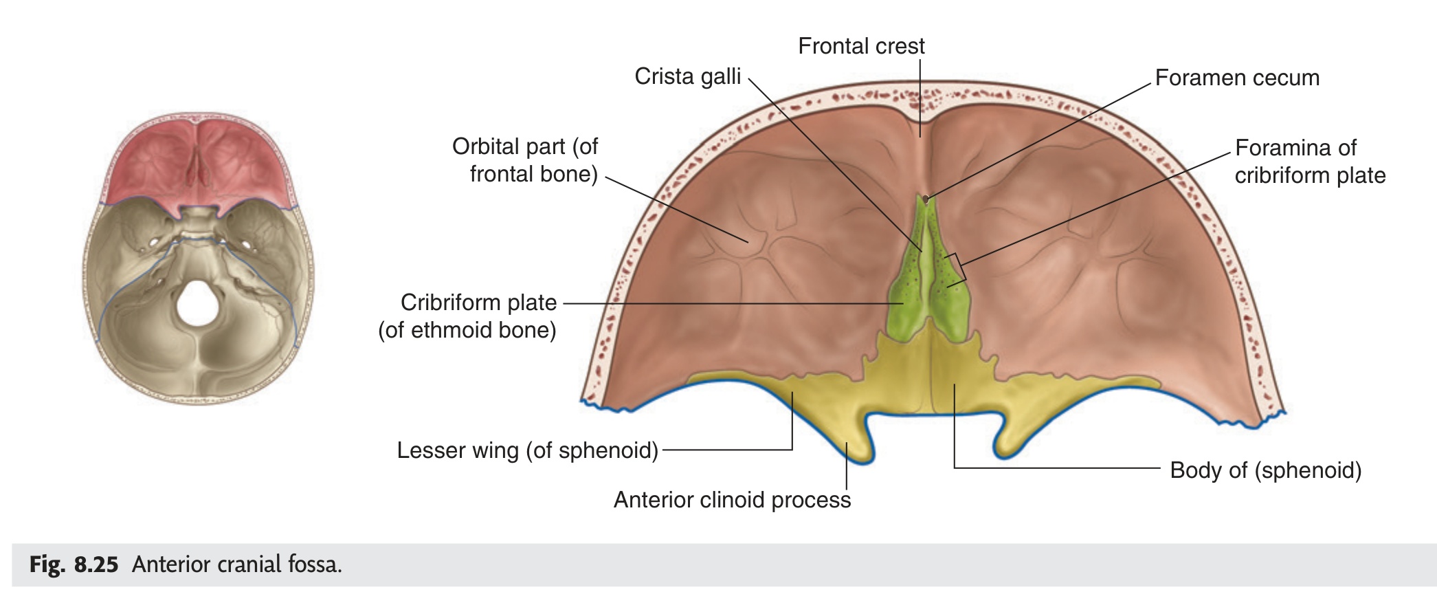 Fig 8.25 Anterior cranial fossa
