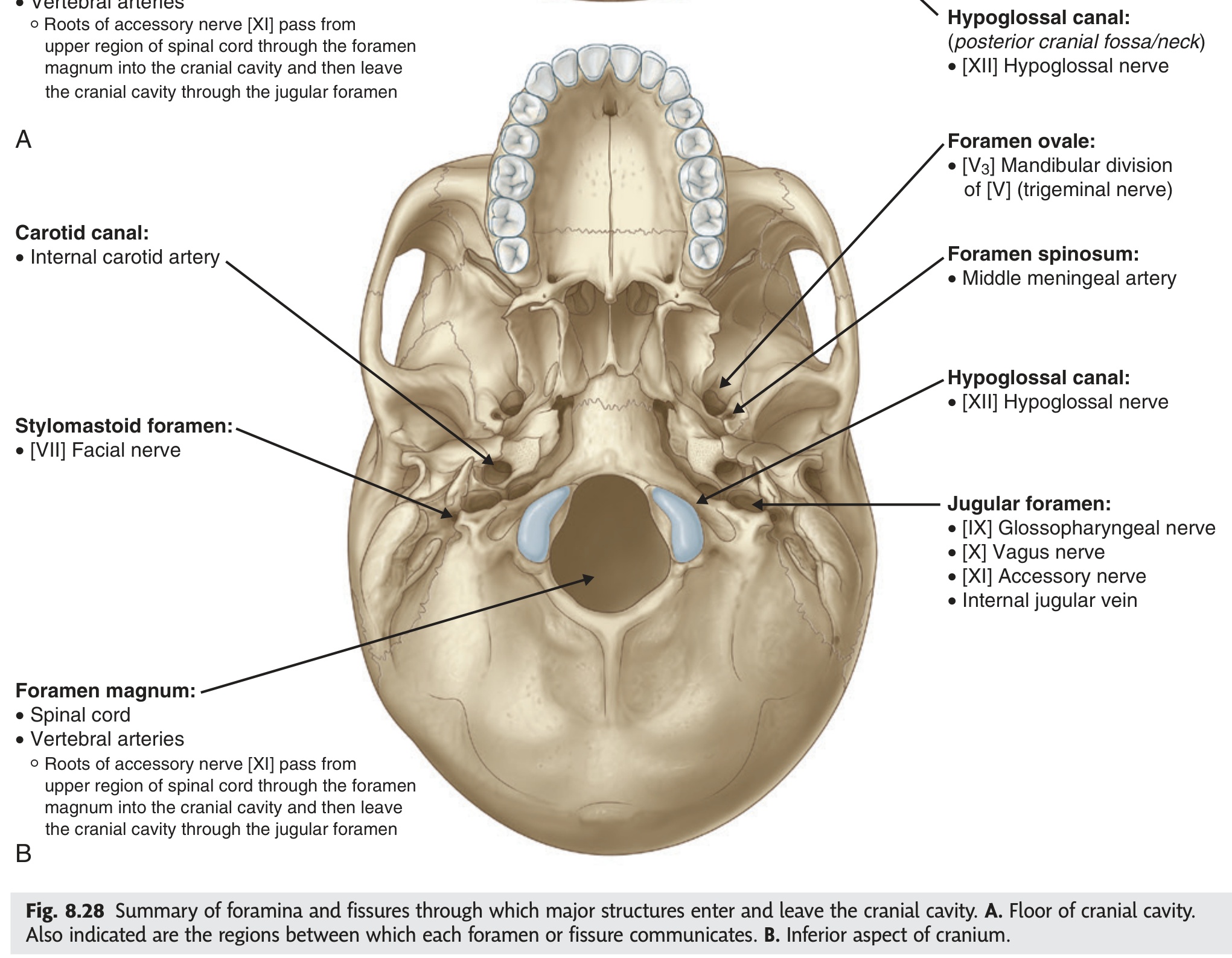 Fig 8.28 External cranial base
