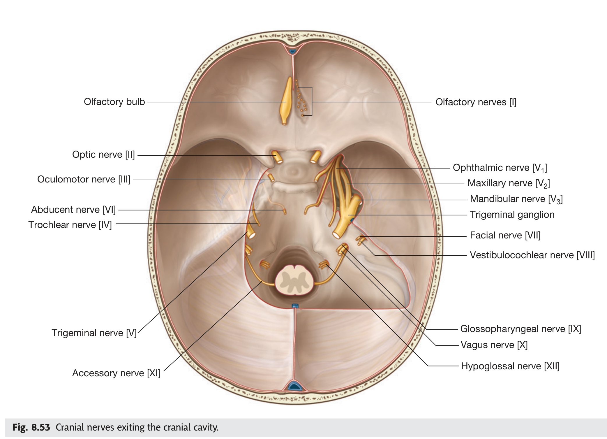 Fig 8.53 Cranial nerves exiting cranial cavity