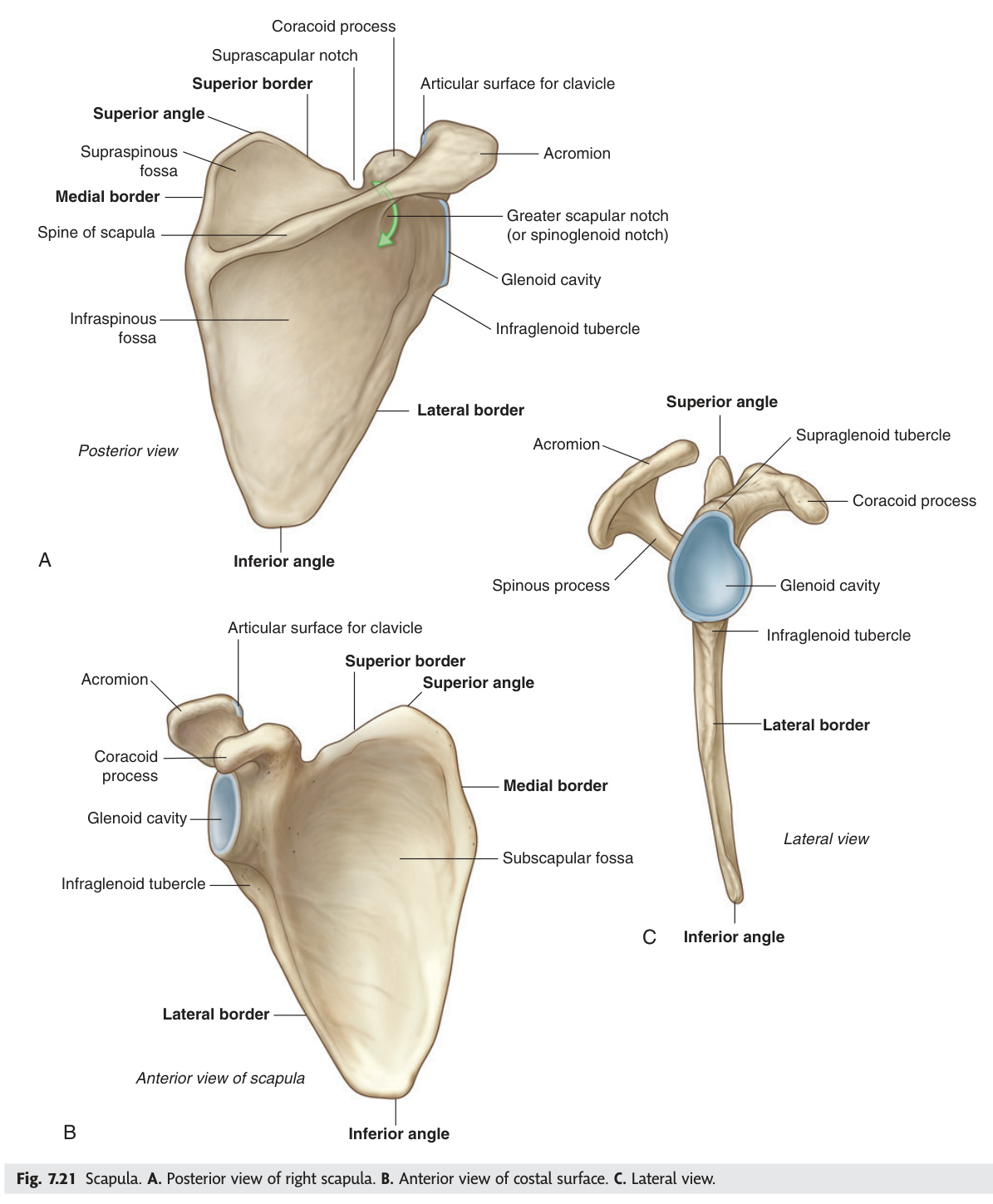 Scapula — posterior, anterior and lateral views