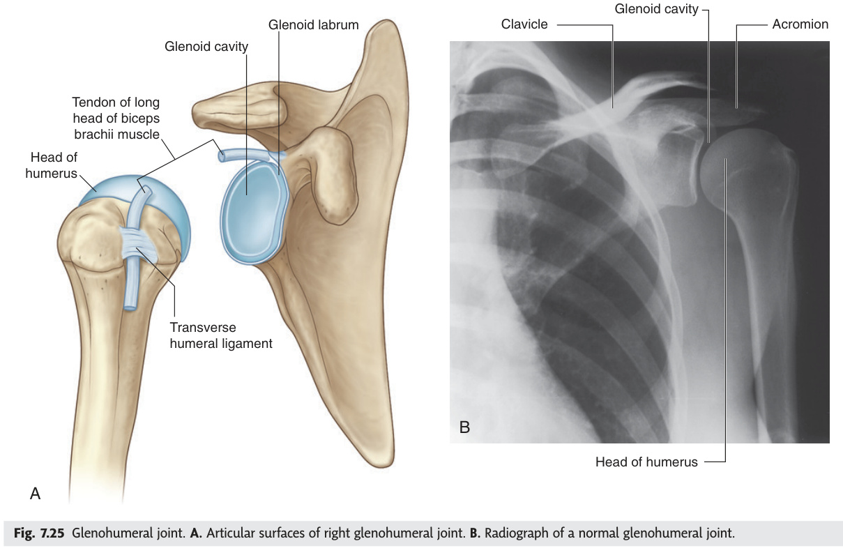Glenohumeral joint articular surfaces and radiograph