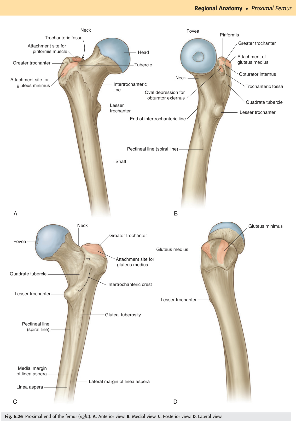 Proximal end of femur — four views