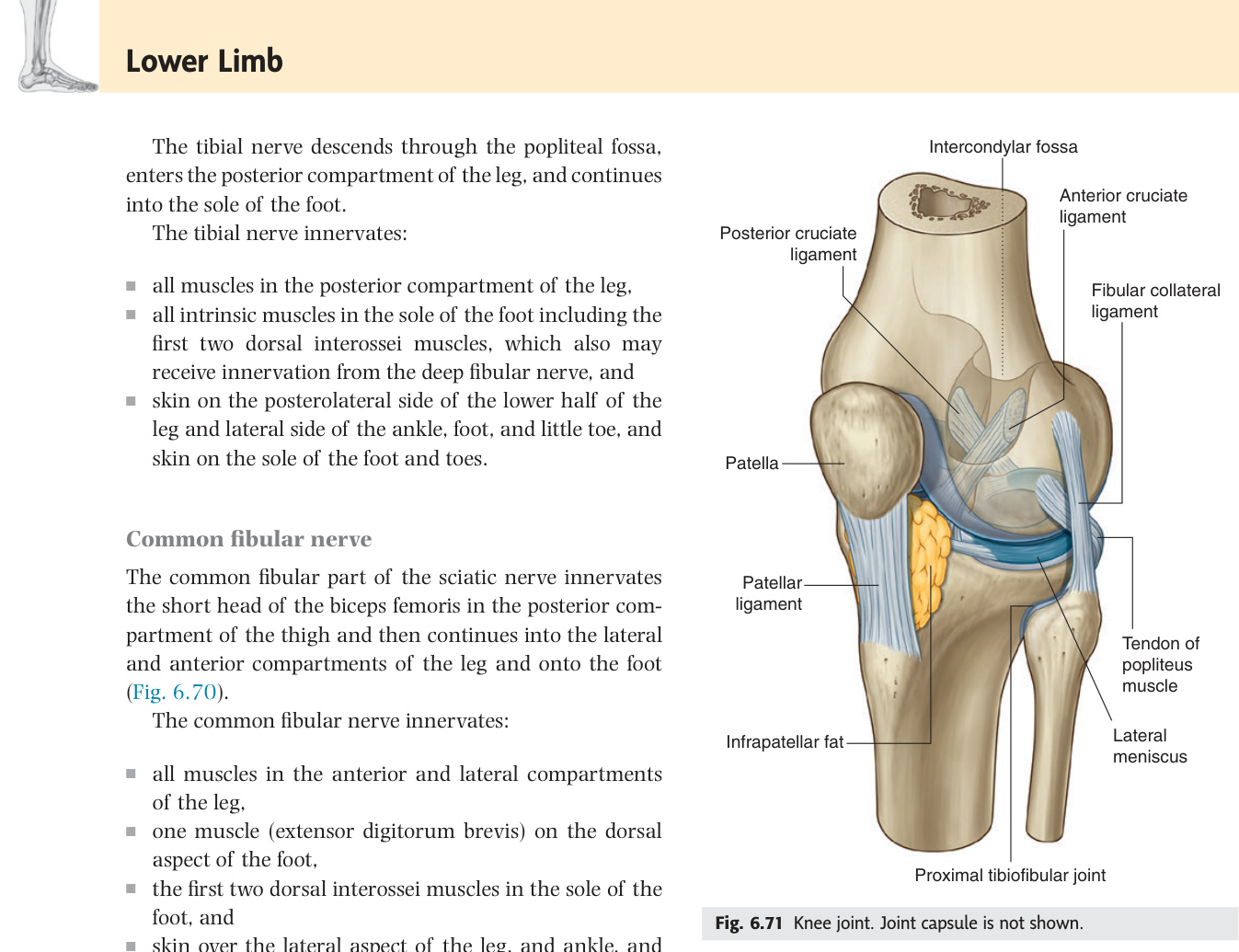 Knee joint with cruciate and collateral ligaments