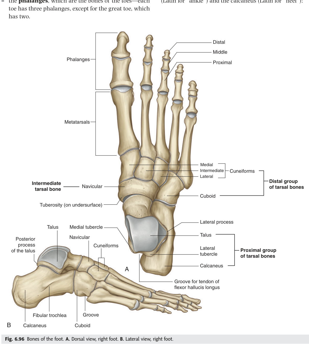 Bones of the foot — dorsal and lateral views
