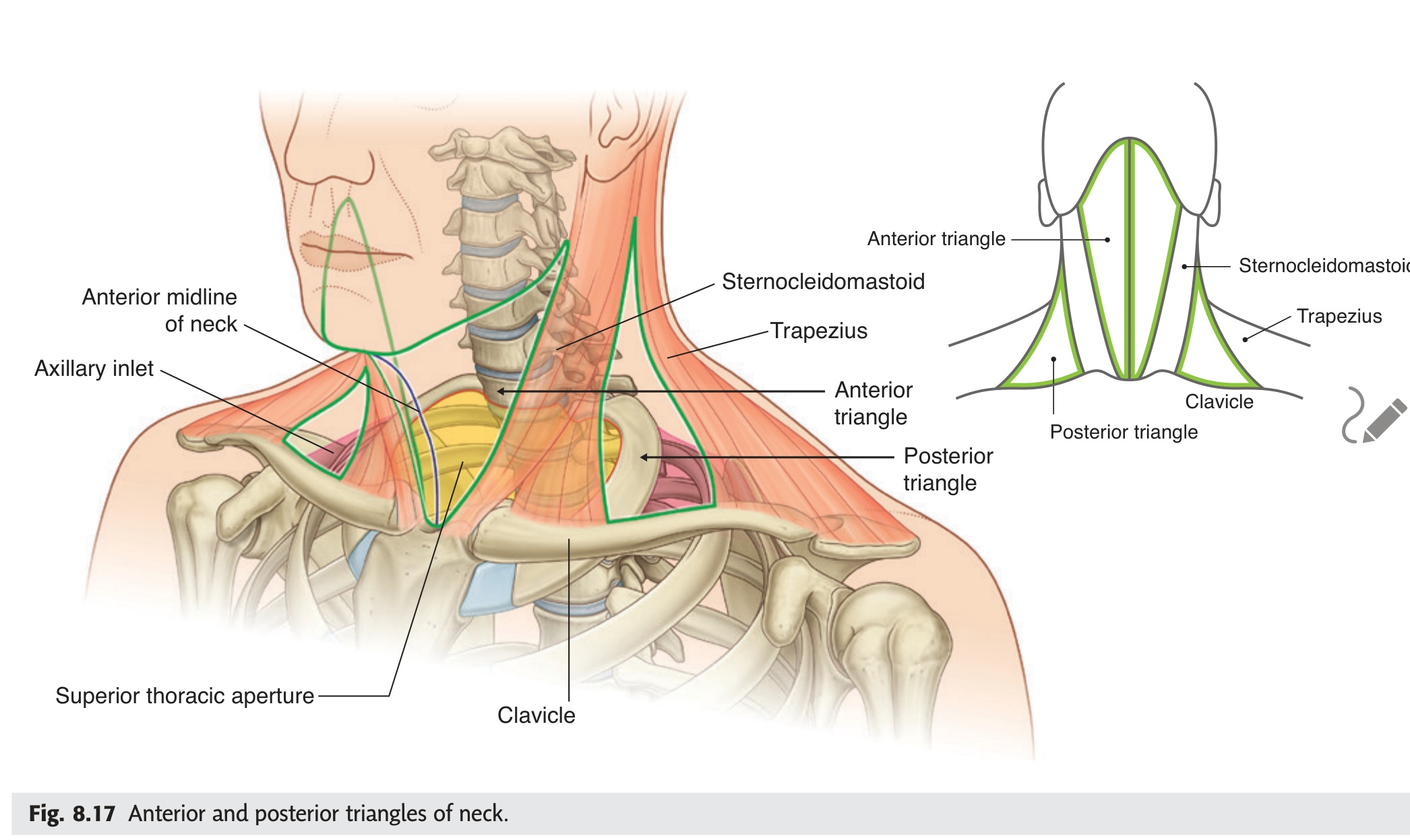 Anterior and posterior triangles of neck