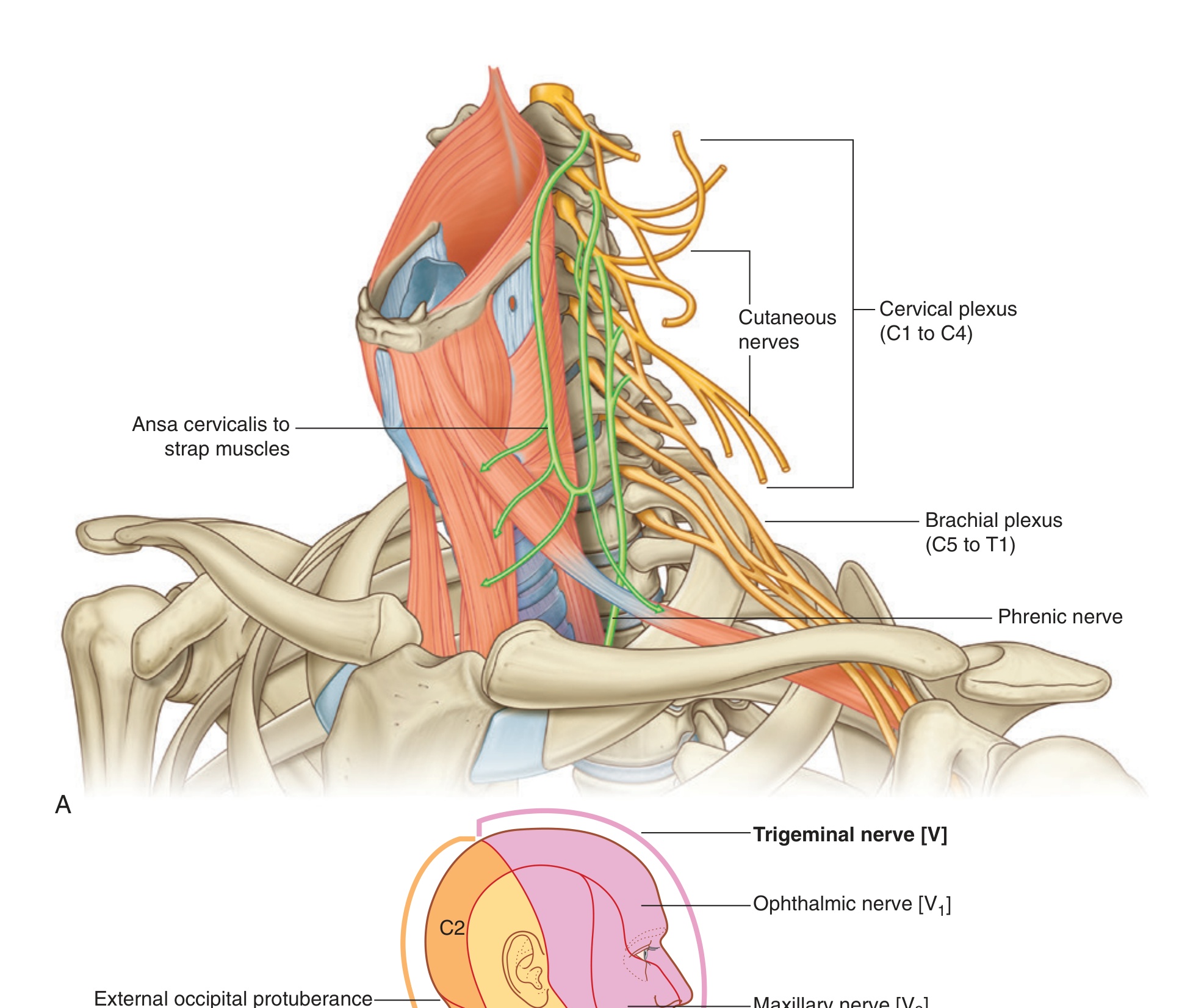 Neck muscles with SCM, Trapezius, ansa cervicalis and brachial plexus