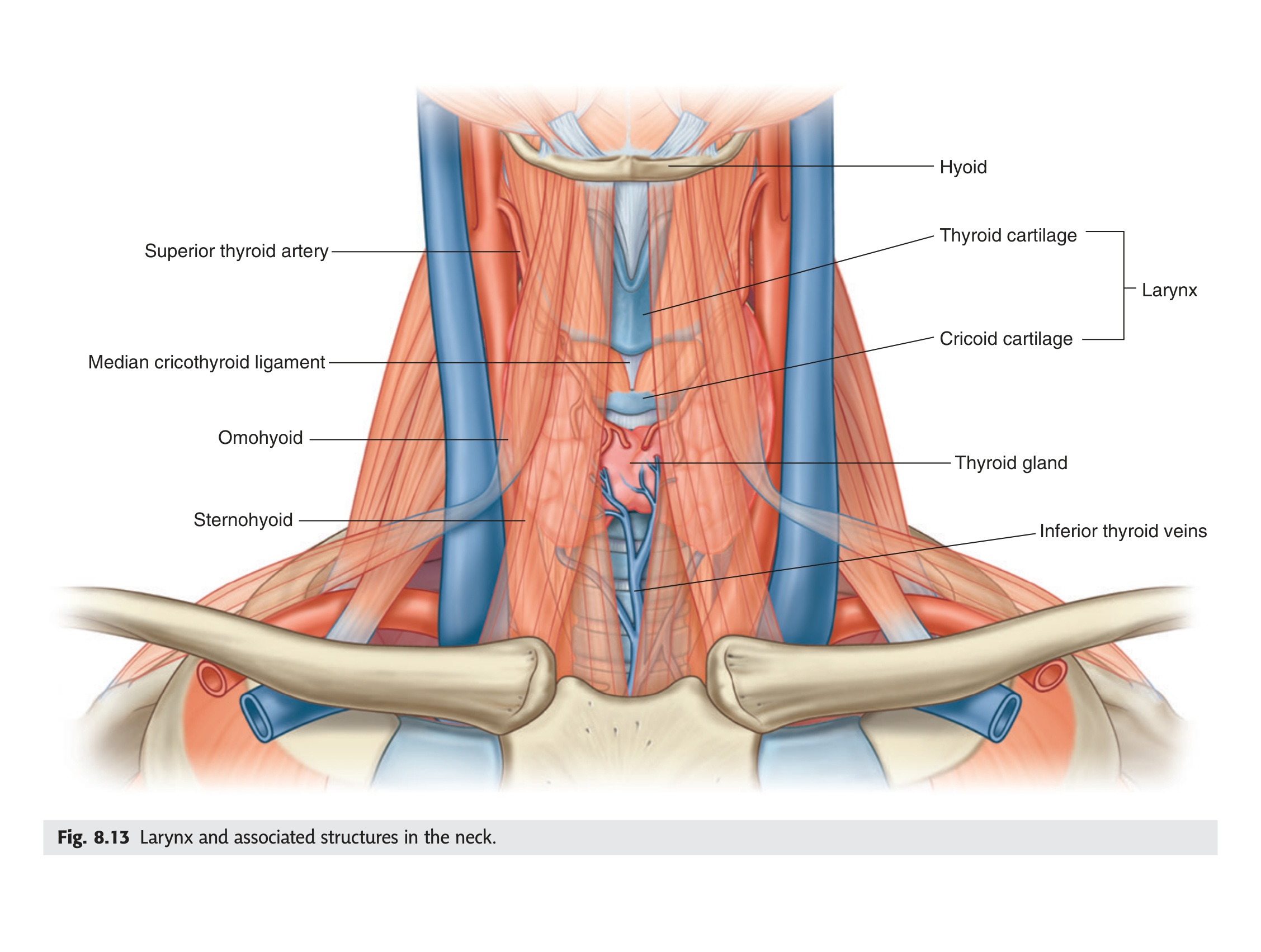 Larynx and associated structures in the neck showing strap muscles