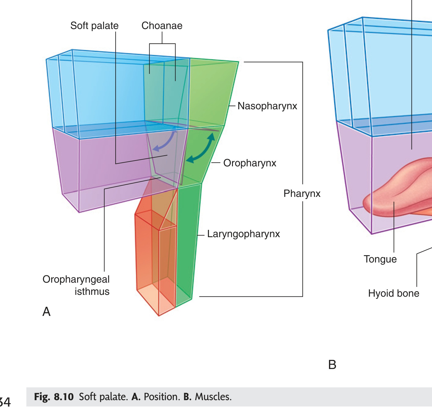 Fig 8.10 Soft palate — position and muscles