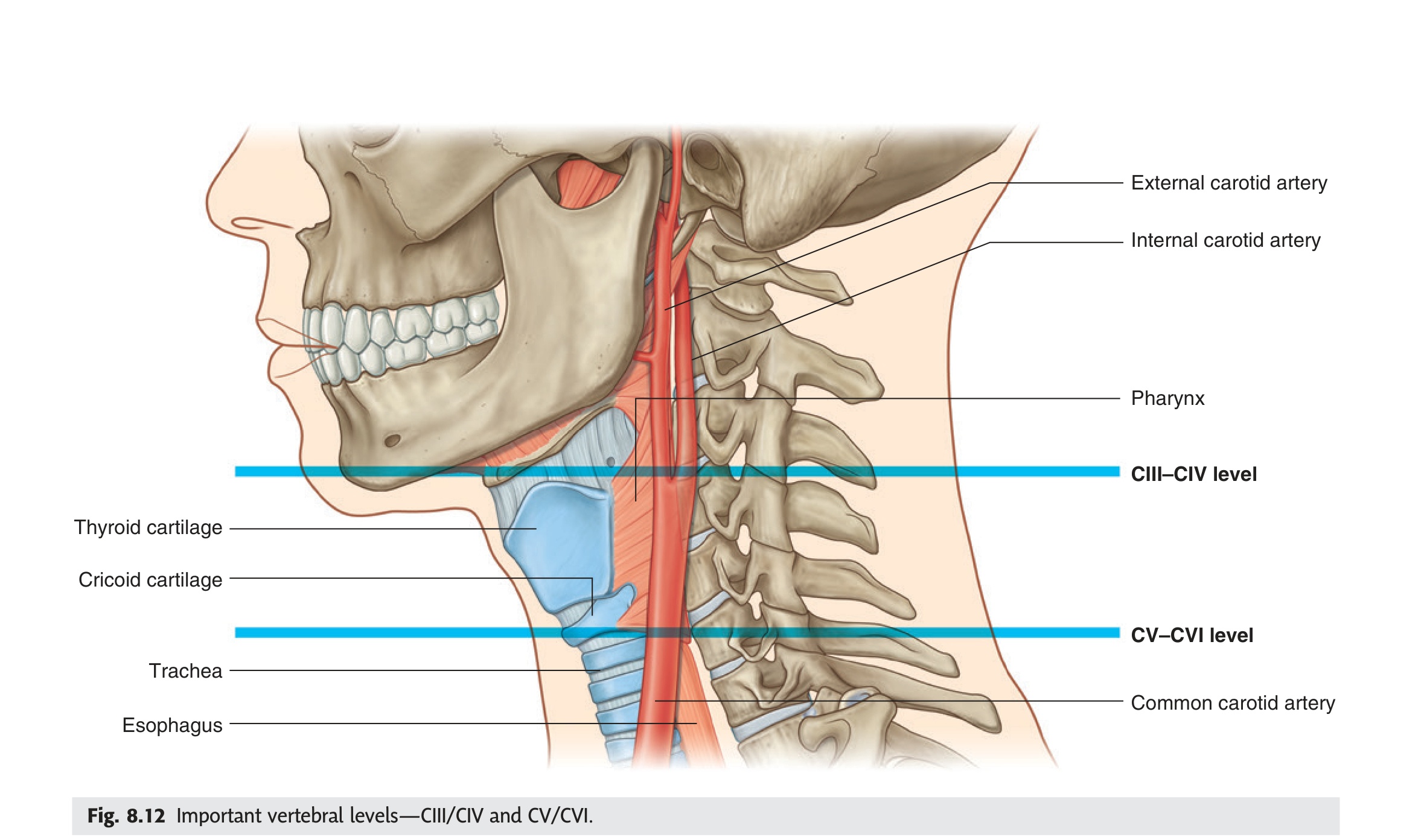 Important vertebral levels in the neck — CIII/CIV and CV/CVI