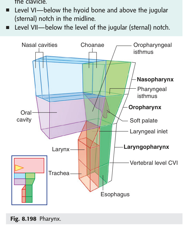 Pharynx — nasopharynx, oropharynx, laryngopharynx