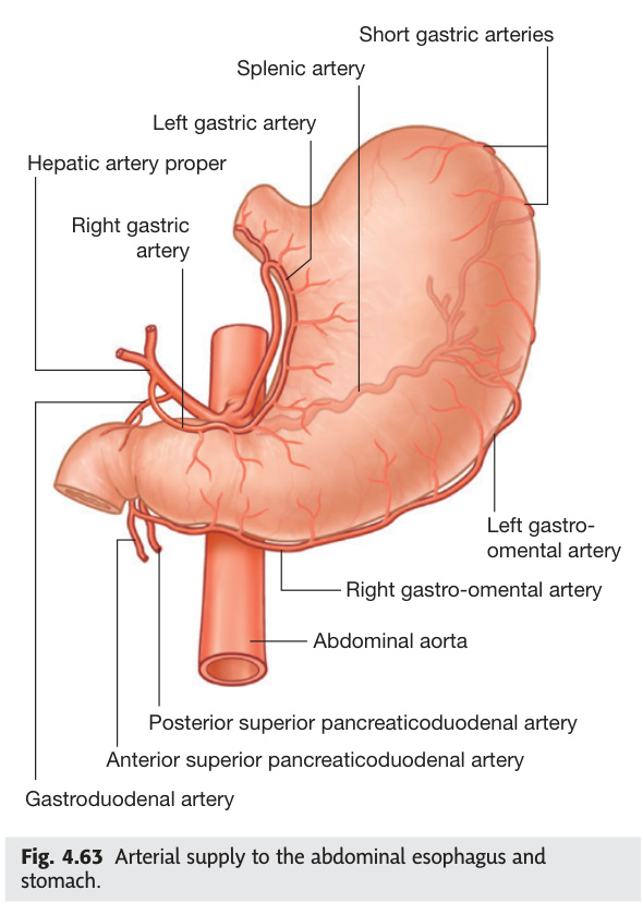 Arterial supply to the stomach