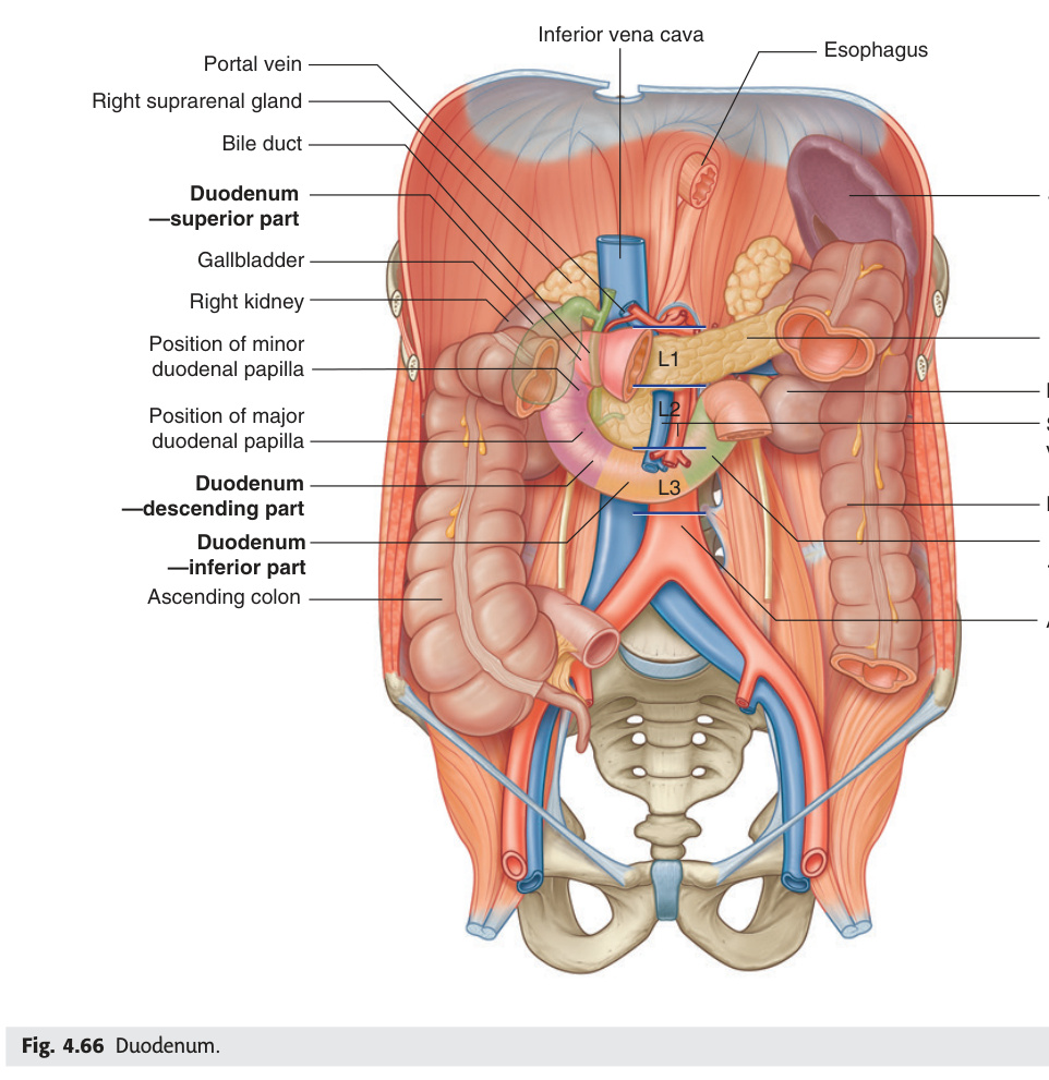 Duodenum and its four parts