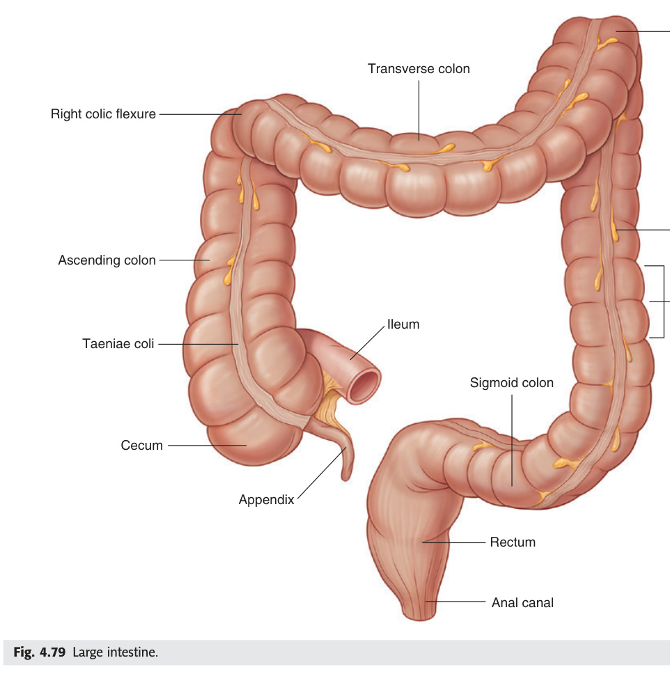 Large intestine