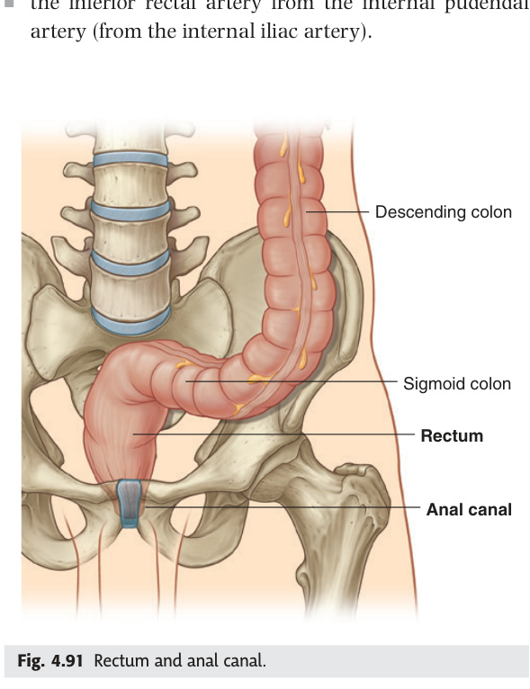 Rectum and anal canal