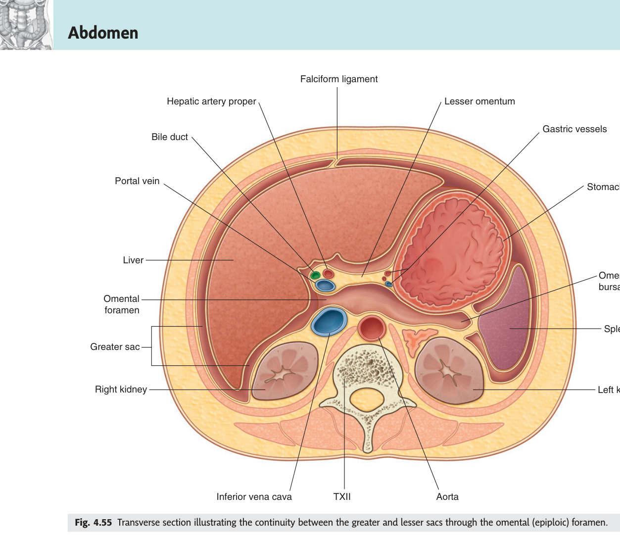 Greater and lesser sacs through the omental foramen